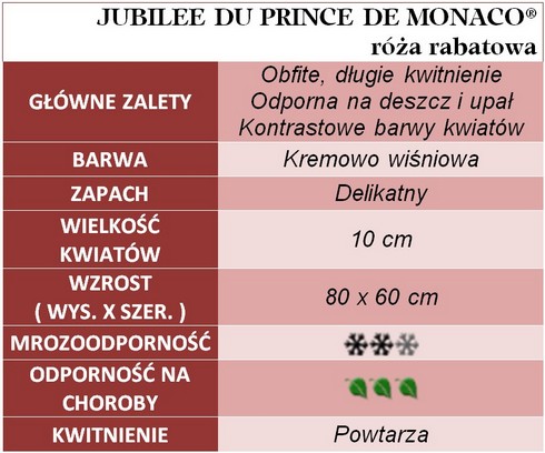 Jubilee du Prince de Monaco róże rabatowe